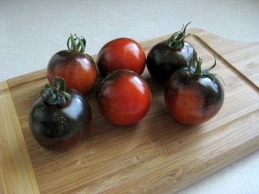 Tomato 'Indigo Rose'