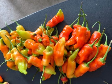 Hot Pepper ‘Sugar Rush Red’ Seeds (Certified Organic)