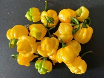 Hot Pepper ‘Bahamian Beast Yellow' Seeds (Certified Organic)