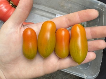 Tomato 'Sun Dipper F2' Seeds (Certified Organic)
