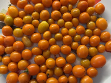 Tomato 'Mini Orange Oval TR' Seeds (Certified Organic)