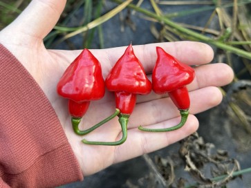 Hot Pepper 'Red Mushroom Cross' Seeds (Certified Organic)