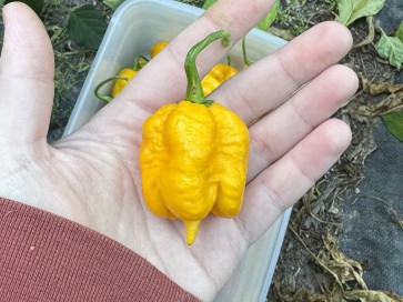 Hot Pepper 'Yellow Carolina Reaper' AKA ‘Reaper Moruga Yellow' Seeds (Certified Organic)