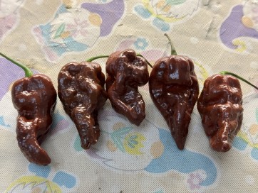 Hot Pepper ‘Chocolate Bastard' Seeds (Certified Organic)