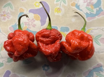 Hot Pepper 'Moruga Red Monster' Seeds (Certified Organic)