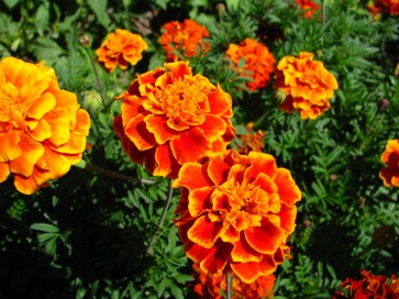 French Marigold 'Queen Sophia' Seeds (Certified Organic)