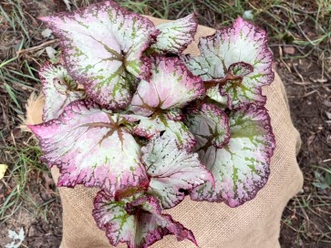 Rex Begonia (Live Plant)