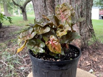 Arrowhead Plant (Live Plant)