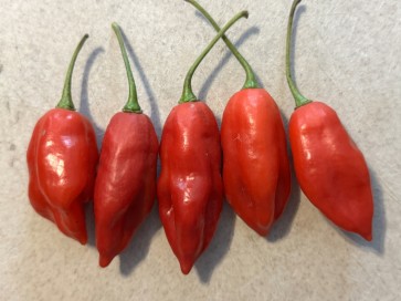 Hot Pepper 'Hot Paper Lantern' Seeds (Certified Organic)
