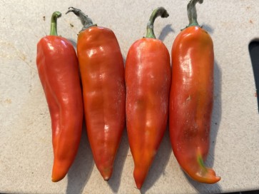 Hot Pepper 'Rattlesnake' Seeds (Certified Organic)