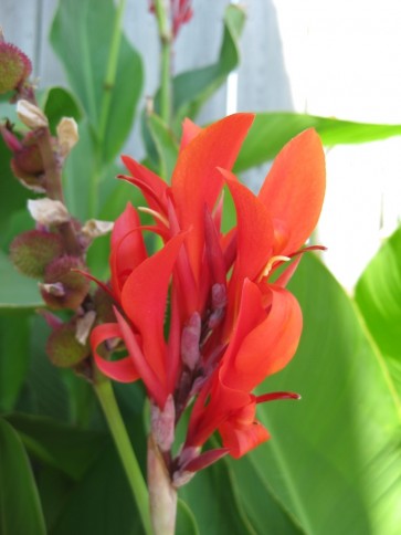 Certified Organic Red-Flowering Green-Leaf Canna Lily Bulbs