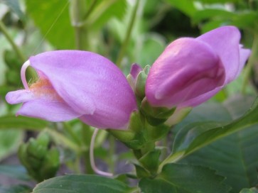 Purple Turtlehead