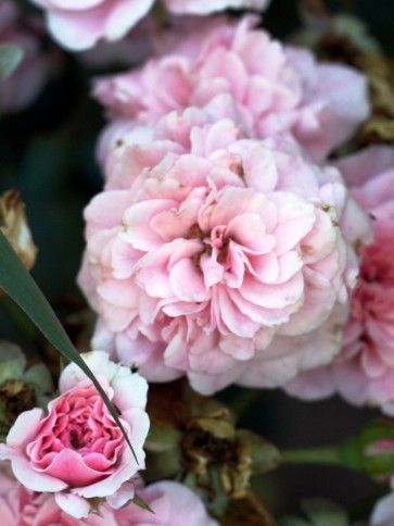 Floribunda Rose 'Bonica'