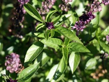 Basil 'Thai'