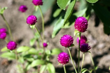 Globe Amaranth 'Las Vegas Purple'