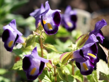 Wishbone Flower 'Clown Blue'