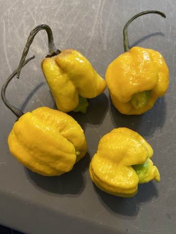 Hot Pepper ‘Yellow Scorpion x Reaper' Seeds (Certified Organic)