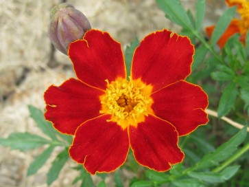 Marigold 'Scarlet Starlet'