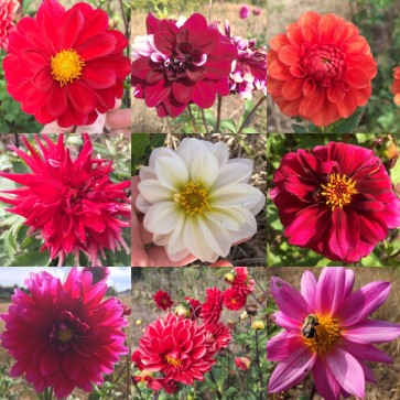 Dahlia, Mixed Colors