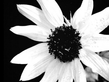 Sunflower 'Italian White'