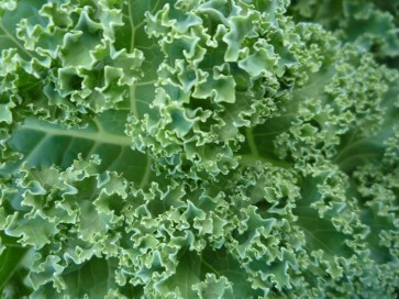 Kale 'Dwarf Blue Curled Vates'