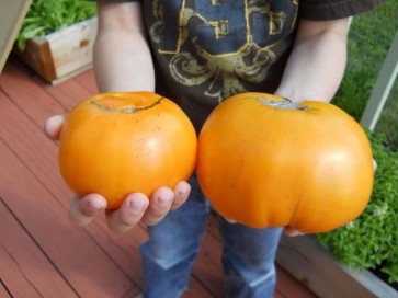 Tomato 'Kentucky Beefsteak' Plant (4" Pot, single)