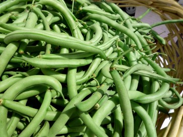 Snap Bean 'Kentucky Blue'