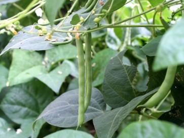 Pole Bean 'Kentucky Wonder'