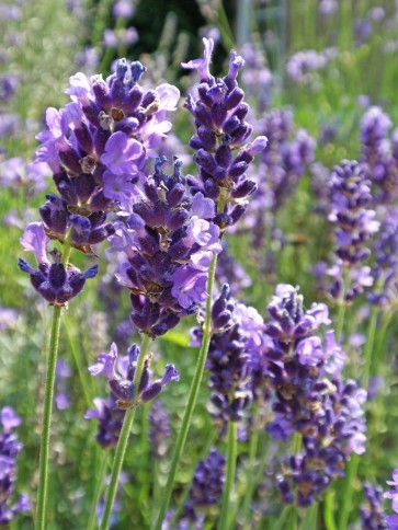 Lavender 'Vera'