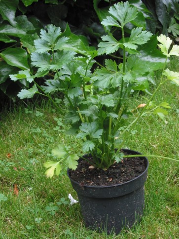 Leaf Celery 'Verde da Taglio' 