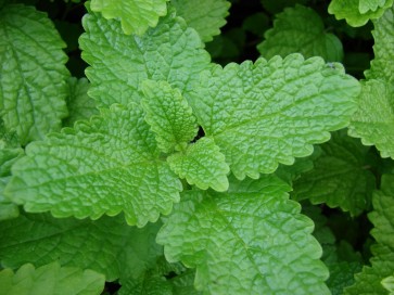 Lemon Balm