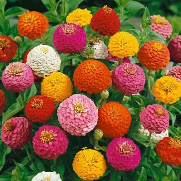 Zinnia 'Lilliput Mix'