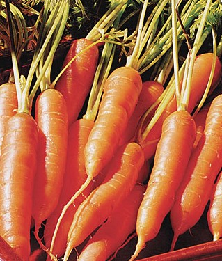 Carrot 'Little Finger'