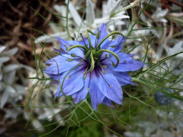 Love-in-a-Mist 'Miss Jekyll Blue' Seeds (Certified Organic)