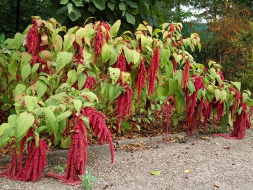 Amaranth 'Love Lies Bleeding'