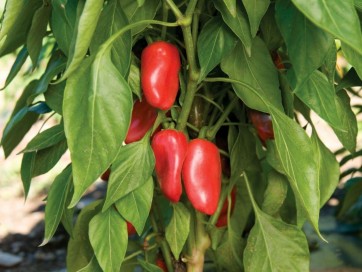 Pepper SWEET 'Lunch Box Red' Plant (4" Pot, single)