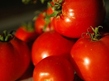 Tomato 'Marglobe Supreme'