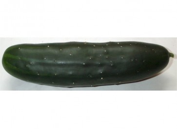 Cucumber 'Marketmore'