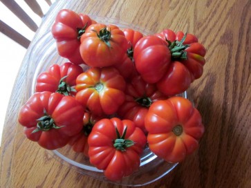 Tomato 'Marmande' 