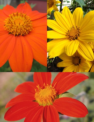 Mexican Sunflower 'Torch'