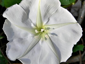 Moonflower Vine 'Giant White'