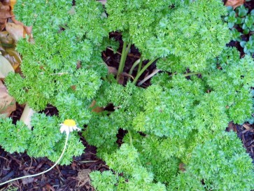 Parsley 'Moss Curled'