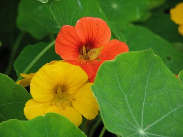 Nasturtium 'Tall Trailing Mix'