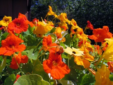 Dwarf Nasturtium 'Jewel Mix'