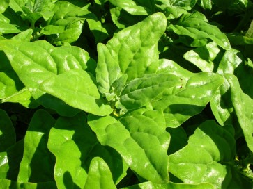 Spinach 'New Zealand'