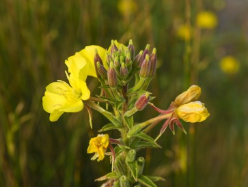 Common Evening Primrose Seeds (Certified Organic)