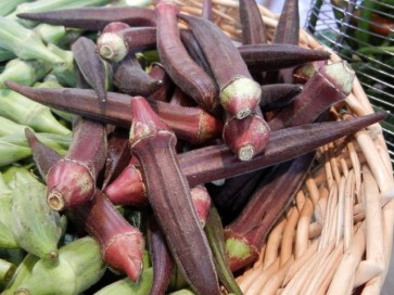 Okra 'Burgundy'