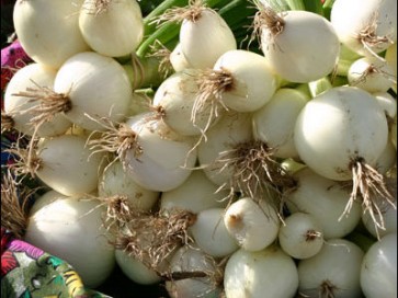 Onion 'White Sweet Spanish'