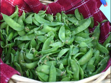 Snow Pea 'Oregon Sugar Pod II'