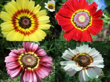 Tricolor Daisy Mixed Color